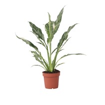 Lepelplant - Spathiphyllum 'Diamond' - Hoogte 40-50cm - ⌀12cm