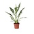 Lepelplant - Spathiphyllum 'Diamond' - Hoogte 40-50cm - ⌀12cm