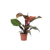 Philodendron - Philodendron 'Sun Light' - Hoogte 20-30cm - ⌀12cm