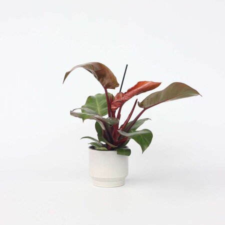 Philodendron - Philodendron 'Sun Light' - Hoogte 20-30cm - ⌀12cm