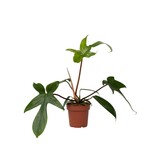Philodendron - Philodendron 'Florida Green' - Hoogte 20-30cm - ⌀12cm