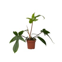 Philodendron - Philodendron 'Florida Green' - Hoogte 20-30cm - ⌀12cm