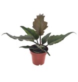 Karamelplant - Philodendron 'Caramel' - Hoogte 25-35cm - ⌀12cm