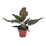 Karamelplant - Philodendron 'Caramel' - Hoogte 25-35cm - ⌀12cm