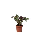 Gebedsplant - Ctenanthe 'Amagris' - Hoogte 20-30cm - ⌀12cm