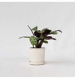 Gebedsplant - Ctenanthe 'Amagris' - Hoogte 20-30cm - ⌀12cm