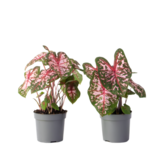 Engelenvleugels - Set van 2 - Caladium Carolyn Whorton - Hoogte 25-40cm - ⌀13cm