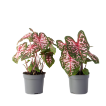 Engelenvleugels - Set van 2 - Caladium Carolyn Whorton - Hoogte 25-40cm - ⌀13cm