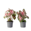 Engelenvleugels - Set van 2 - Caladium Carolyn Whorton - Hoogte 25-40cm - ⌀13cm