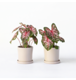 Engelenvleugels - Set van 2 - Caladium Carolyn Whorton - Hoogte 25-40cm - ⌀13cm