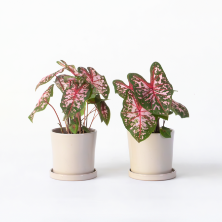 Engelenvleugels - Set van 2 - Caladium Carolyn Whorton - Hoogte 25-40cm - ⌀13cm