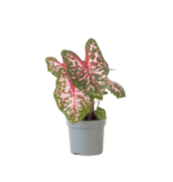 Engelenvleugels - Caladium 'Carolyn Whorton' - Hoogte 25-40cm - ⌀13cm