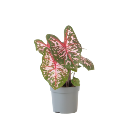 Engelenvleugels - Caladium 'Carolyn Whorton' - Hoogte 25-40cm - ⌀13cm