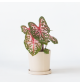 Engelenvleugels - Caladium 'Carolyn Whorton' - Hoogte 25-40cm - ⌀13cm