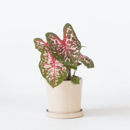 Engelenvleugels - Caladium 'Carolyn Whorton' - Hoogte 25-40cm - ⌀13cm