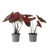 Engelenvleugels - Set van 2 - Caladium 'Postman Joyner' - Hoogte 25-40cm - ⌀12cm