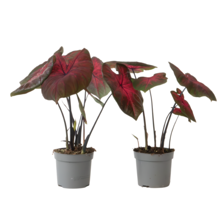 Engelenvleugels - Set van 2 - Caladium 'Postman Joyner' - Hoogte 25-40cm - ⌀12cm