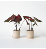 Engelenvleugels - Set van 2 - Caladium 'Postman Joyner' - Hoogte 25-40cm - ⌀12cm