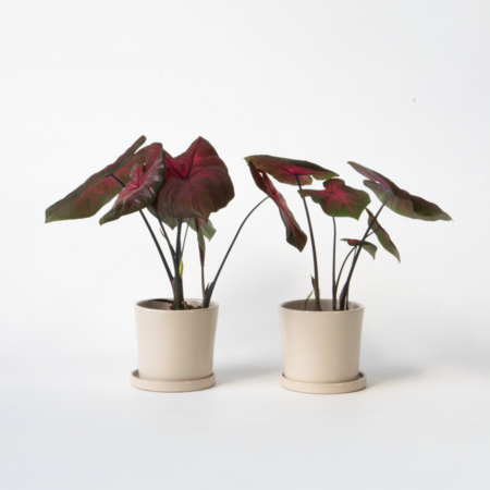 Engelenvleugels - Set van 2 - Caladium 'Postman Joyner' - Hoogte 25-40cm - ⌀12cm