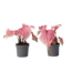 Engelenvleugels - Set van 2 - Caladium 'Sweetheart' - Hoogte 25-40cm - ⌀12cm