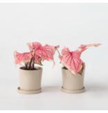 Engelenvleugels - Set van 2 - Caladium 'Sweetheart' - Hoogte 25-40cm - ⌀12cm