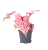 Engelenvleugels - Caladium 'Sweetheart' - Hoogte 25-40cm - ⌀12cm