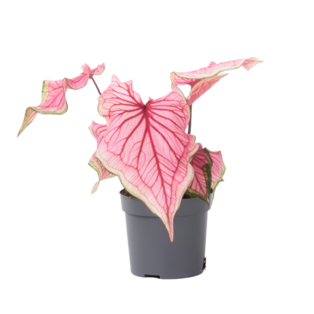 Engelenvleugels - Caladium 'Sweetheart' - Hoogte 25-40cm - ⌀12cm