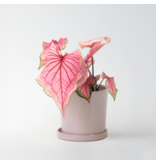 Engelenvleugels - Caladium 'Sweetheart' - Hoogte 25-40cm - ⌀12cm