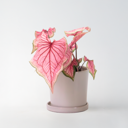 Engelenvleugels - Caladium 'Sweetheart' - Hoogte 25-40cm - ⌀12cm