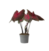 Engelenvleugels - Caladium 'Postman Joyner' - Hoogte 25-40cm - ⌀12cm