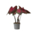 Engelenvleugels - Caladium 'Postman Joyner' - Hoogte 25-40cm - ⌀12cm