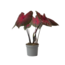 Engelenvleugels - Caladium 'Postman Joyner' - Hoogte 25-40cm - ⌀12cm
