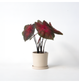 Engelenvleugels - Caladium 'Postman Joyner' - Hoogte 25-40cm - ⌀12cm