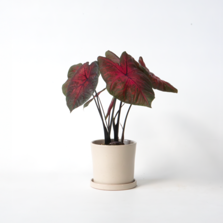 Engelenvleugels - Caladium 'Postman Joyner' - Hoogte 25-40cm - ⌀12cm