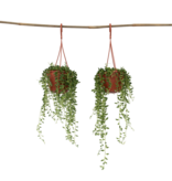 Erwtenplant - Set van 2 - Senecio rowleyanus - Hoogte 10-20cm - ⌀12cm