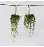 Erwtenplant - Set van 2 - Senecio rowleyanus - Hoogte 10-20cm - ⌀12cm