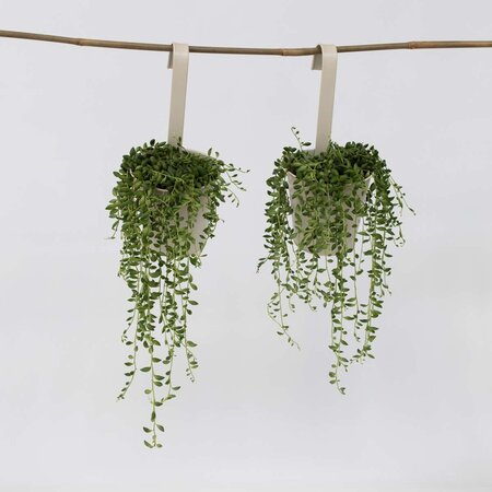 Erwtenplant - Set van 2 - Senecio rowleyanus - Hoogte 10-20cm - ⌀12cm