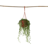 Erwtenplant - Senecio rowleyanus - Hoogte 10-20cm - ⌀12cm