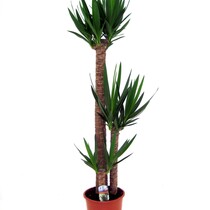 Palmlelie - Yucca elephantipes - Hoogte 150-170cm - ⌀27cm