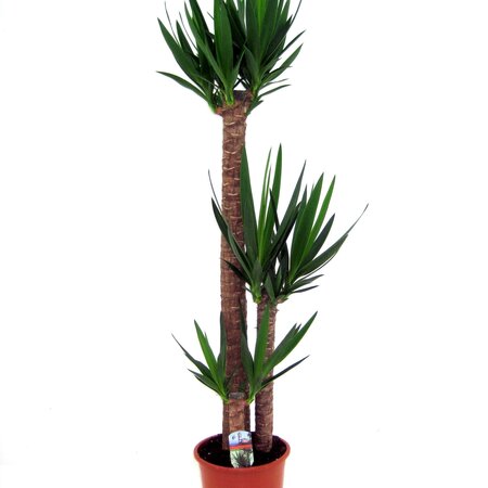 Palmlelie - Yucca elephantipes - Hoogte 150-170cm - ⌀27cm