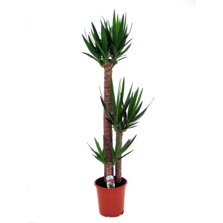 Palmlelie - Yucca elephantipes - Hoogte 150-170cm - ⌀27cm