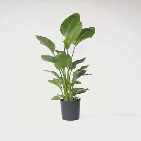 Paradijsvogelplant - Strelitzia nicolai - Hoogte 150-170cm - ⌀28cm