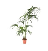 Kentiapalm - Howea forsteriana - Hoogte 150-170cm - ⌀24cm
