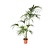 Kentiapalm - Howea forsteriana - Hoogte 150-170cm - ⌀24cm