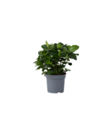Kaapse jasmijn - Gardenia jasminoides - Hoogte 20-30cm - ⌀13cm