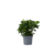 Kaapse jasmijn - Gardenia jasminoides - Hoogte 20-30cm - ⌀13cm
