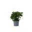 Kaapse jasmijn - Gardenia jasminoides - Hoogte 20-30cm - ⌀13cm