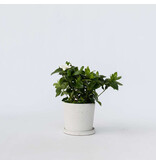 Kaapse jasmijn - Gardenia jasminoides - Hoogte 20-30cm - ⌀13cm