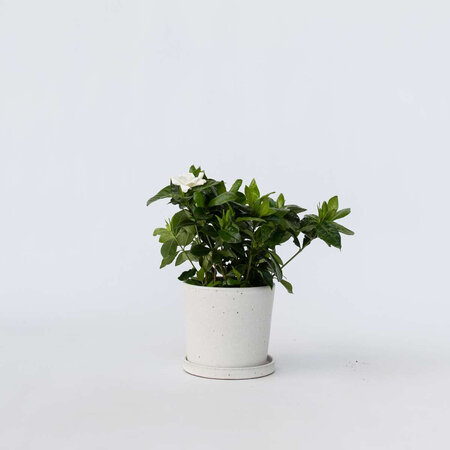 Kaapse jasmijn - Gardenia jasminoides - Hoogte 20-30cm - ⌀13cm