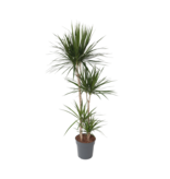 Drakenbloedboom - Dracaena marginata - Hoogte 150-160cm - ⌀27cm